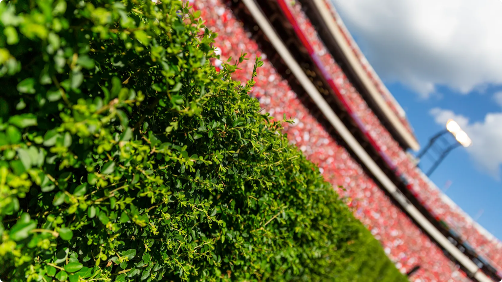 The Hedges